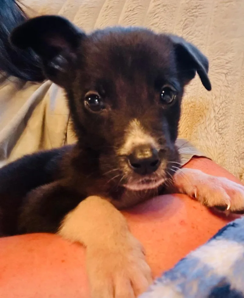 A baby medium-sized male Labrador Retriever dog named Rain for adoption in Claremore, OK