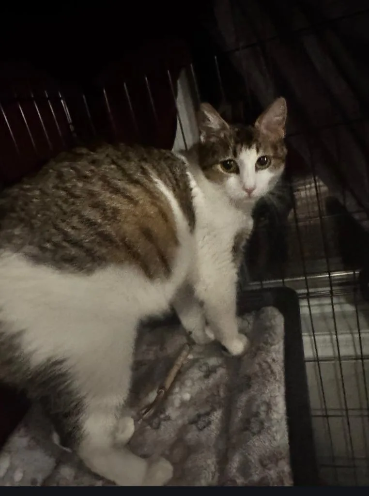 A young medium-sized female Domestic Short Hair cat named Jolene for adoption in Fayetteville, TN