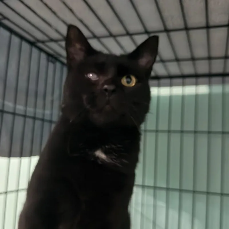 An adult large-sized female Black Domestic Short Hair cat named Endora for adoption in Roanoke, VA