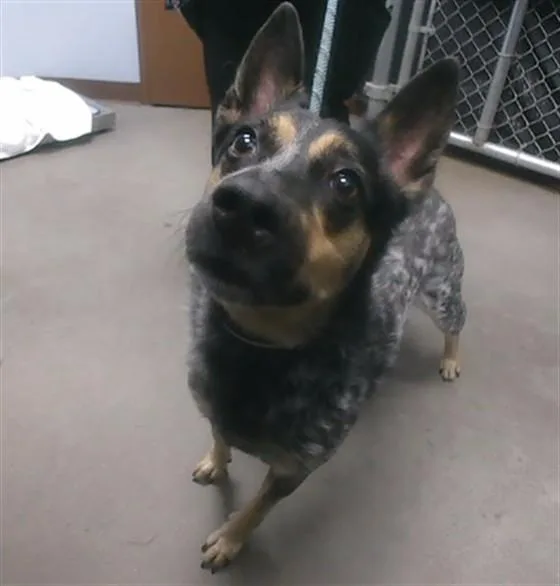An adult large-sized female Australian Cattle Dog / Blue Heeler dog named Coffee for adoption in Phoenix, AZ