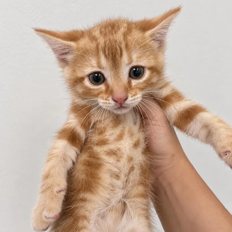 A baby small-sized male Orange / Red Domestic Short Hair cat named Kreepy Krawler for adoption in Austin, TX