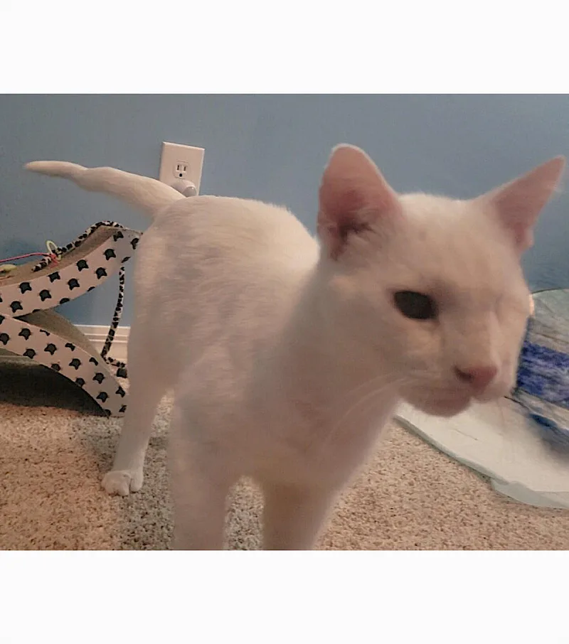 An adult medium-sized male White Domestic Short Hair cat named Casper for adoption in Fort Myers, FL