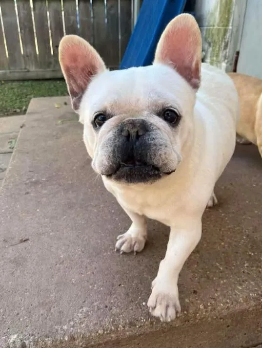 Gibbs In La thumbnail 2