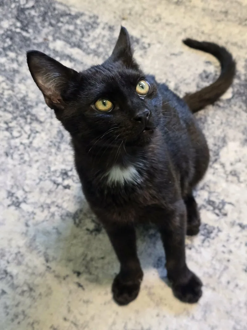A baby medium-sized male Black Domestic Short Hair cat named Jetson for adoption in West Richland, WA