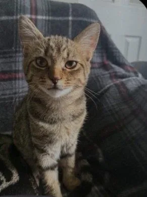 A young medium-sized female Domestic Short Hair cat named Ruby for adoption in O'Fallon, MO