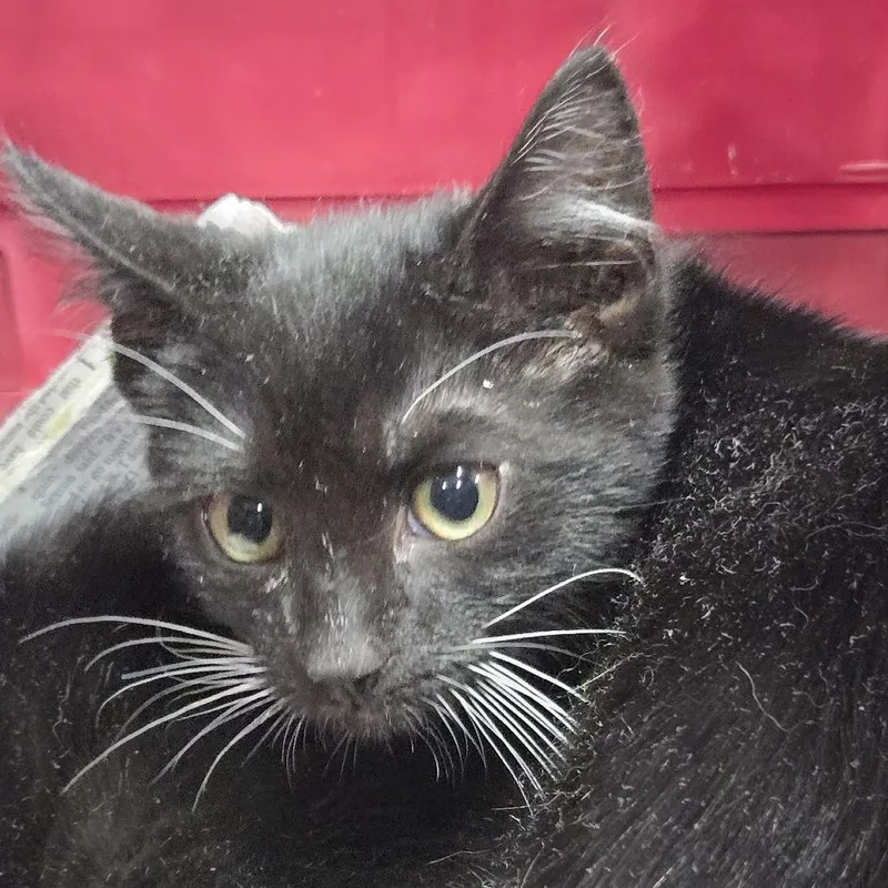 A baby small-sized male Black Domestic Short Hair cat named Biscuit for adoption in Newark, NJ