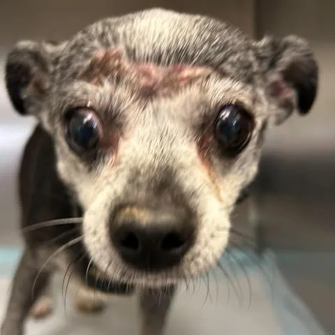 A senior small-sized female Black Chihuahua dog named Bella for adoption in Bastrop, TX