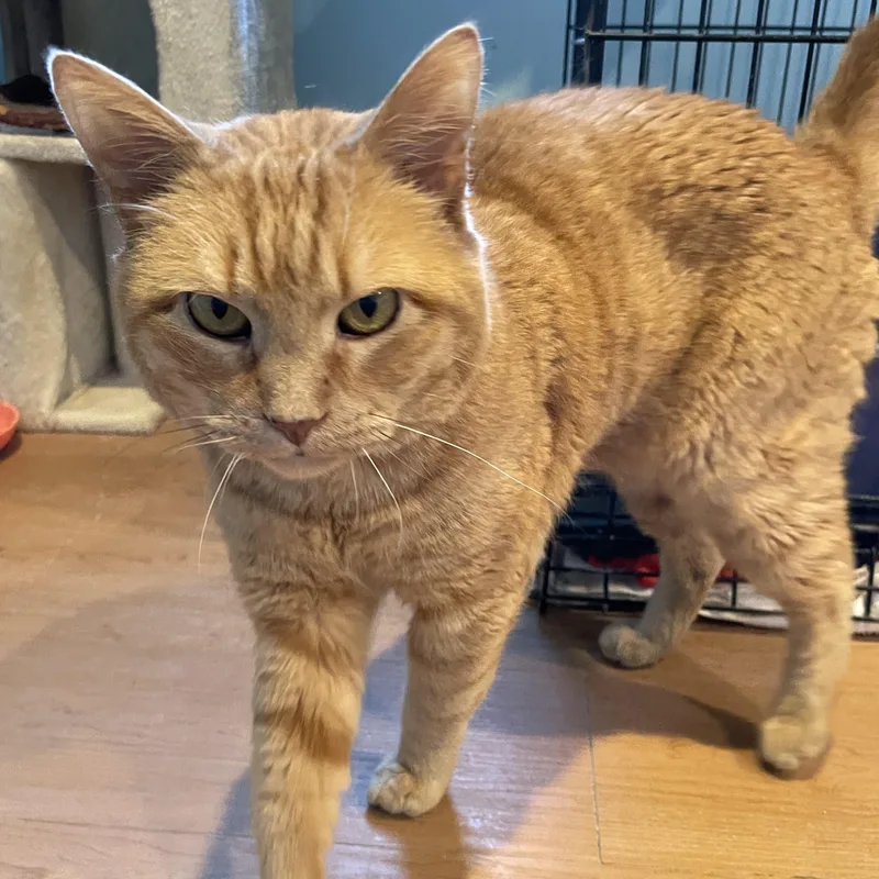 An adult medium-sized male Orange / Red Domestic Short Hair cat named Muffy for adoption in Wells, ME