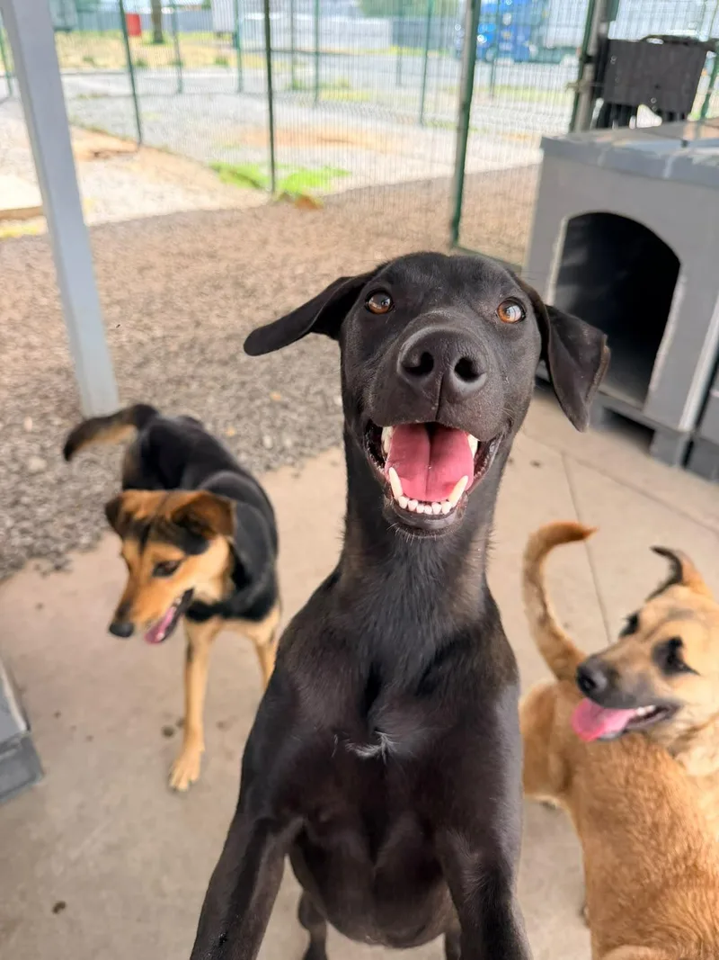 A baby medium-sized female Black Labrador Retriever dog named Gigi for adoption in Manvel, TX