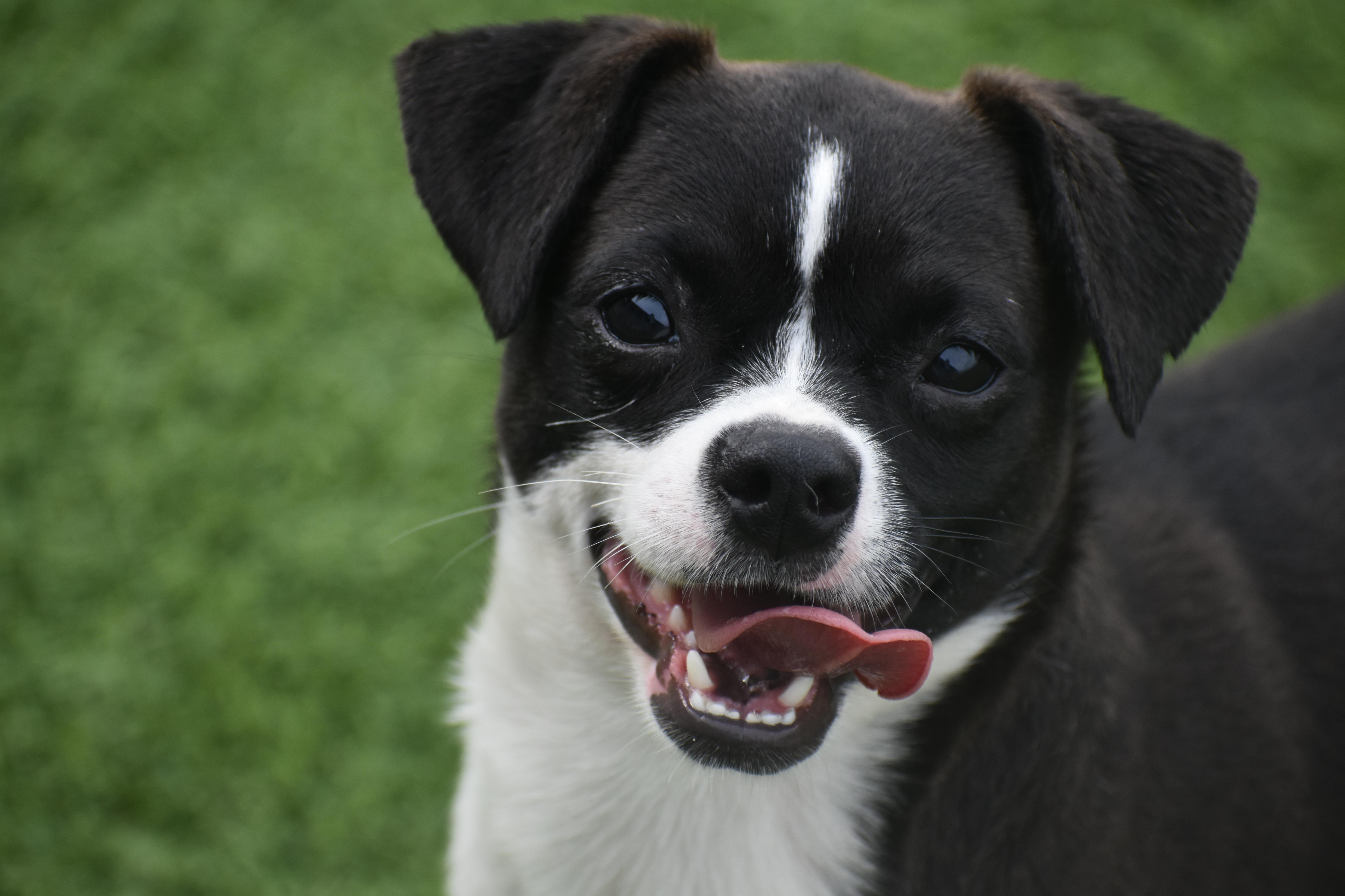 A young small-sized female Terrier dog named Tinky Winky for adoption in Auburn, NE
