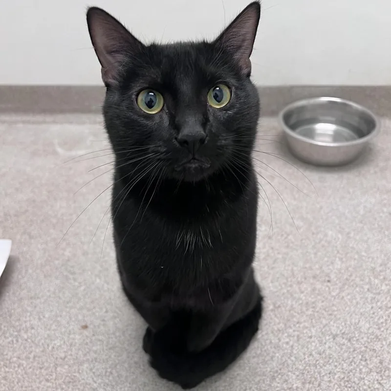 A young small-sized male Black Domestic Short Hair cat named Marlowe for adoption in Arlington Heights, IL