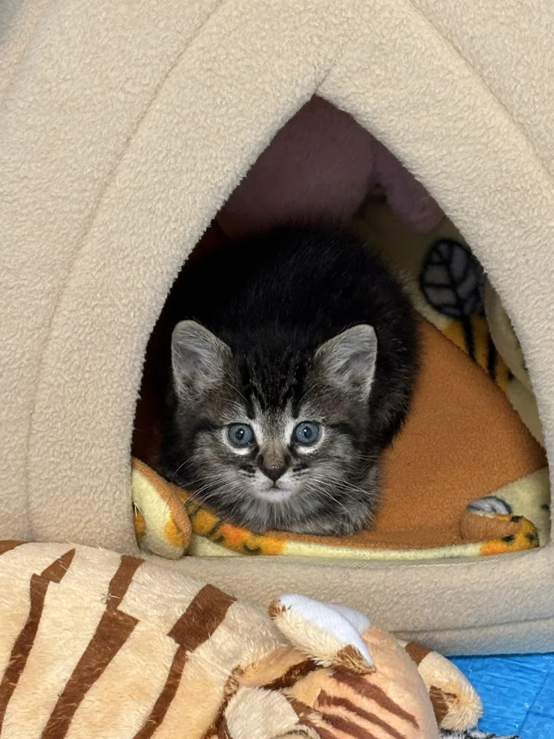 Willow thumbnail 2