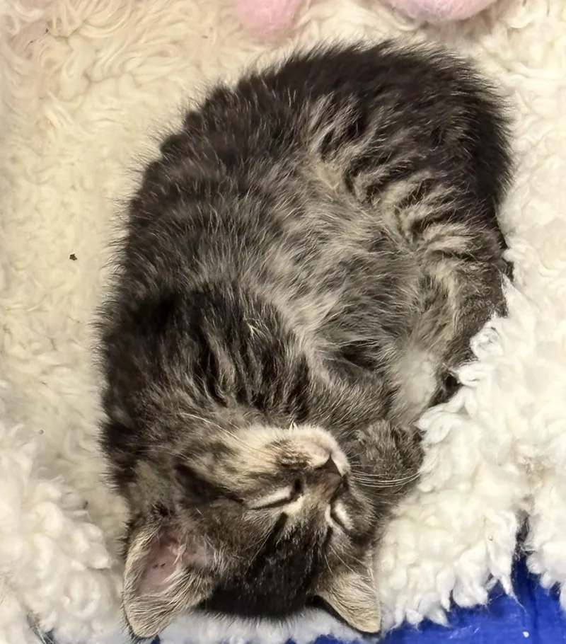 Willow thumbnail 4