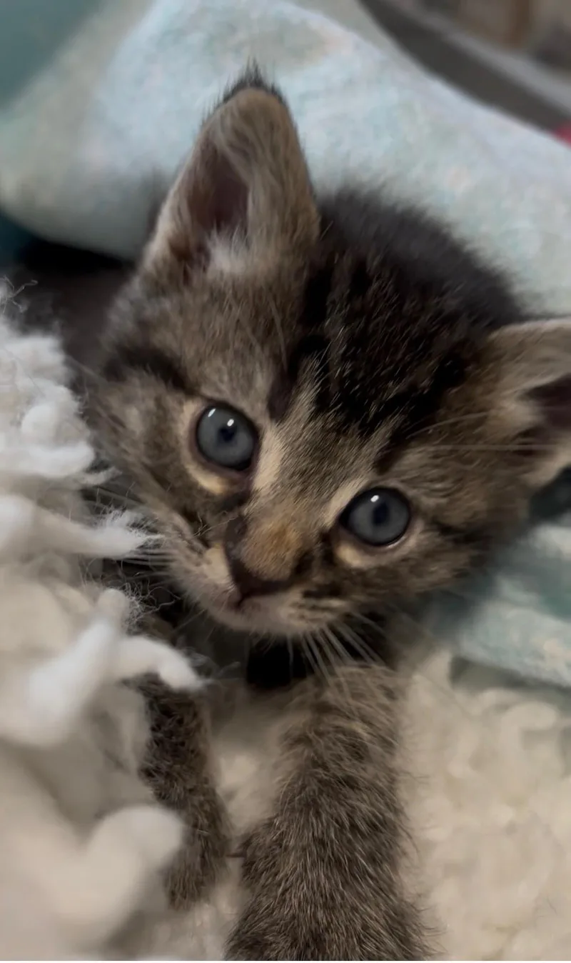 Willow thumbnail 5