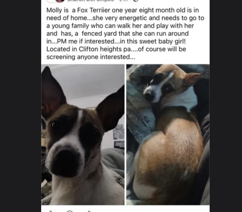 A young small-sized female Brown / Chocolate Fox Terrier dog named Molly  Loving Young for adoption in West Chester, PA