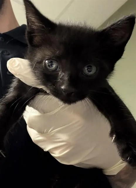 A baby small-sized female Domestic Short Hair cat named Lawn Mower for adoption in Jacksonville, FL
