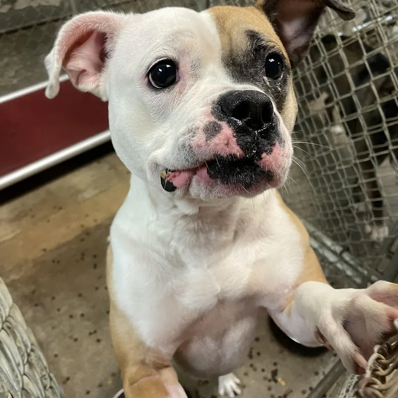 An adult medium-sized female Yellow / Tan / Blond / Fawn Pit Bull Terrier dog named Daisy HOLD for adoption in Canton, OH