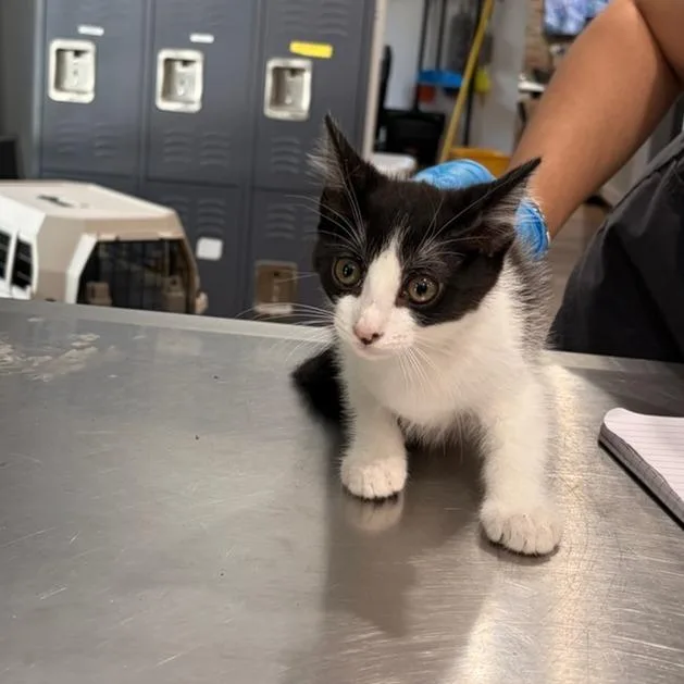 A baby small-sized female White Domestic Medium Hair cat named Nutty Buddy for adoption in Livingston, TX