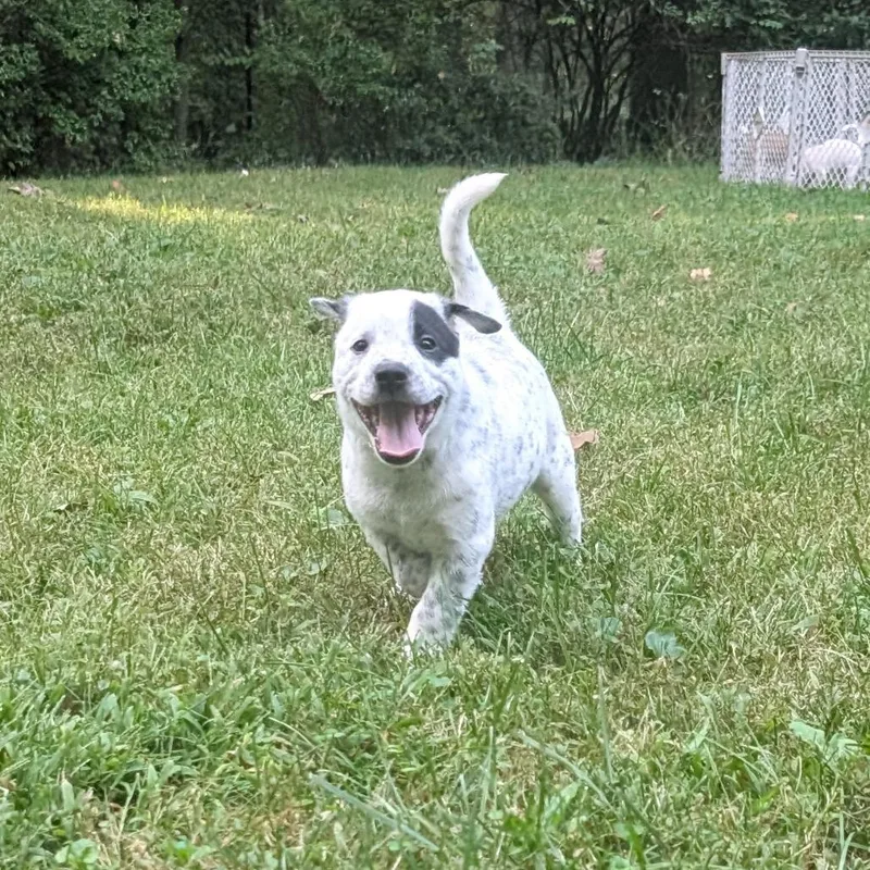 Macee Pup  Hotspur thumbnail 2