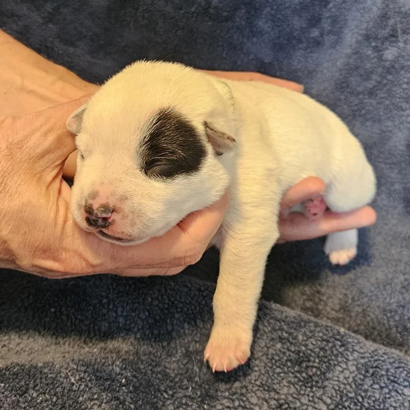 Macee Pup  Hotspur thumbnail 4