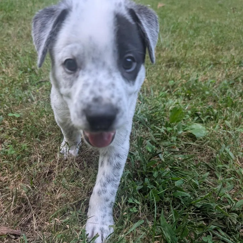 Macee Pup  Hotspur thumbnail 5