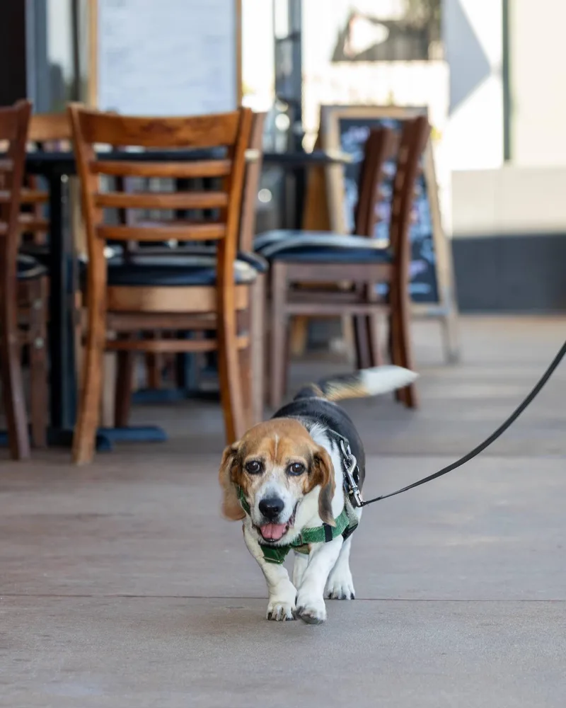 A senior small-sized male Tricolor (Brown, Black, & White) Beagle dog named Rye Bagel for adoption in Costa Mesa, CA