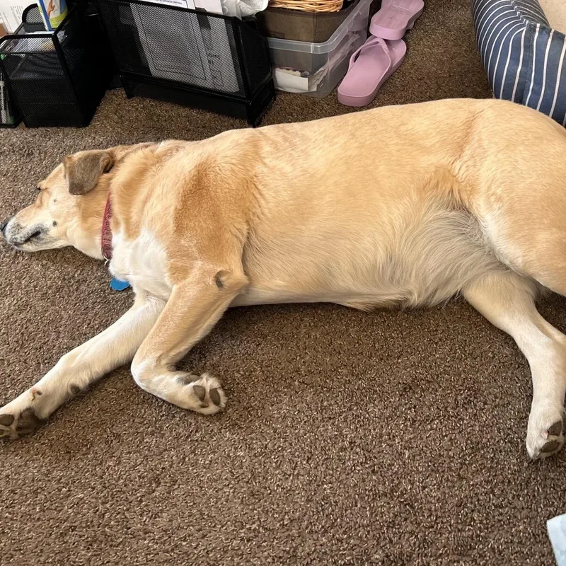 An adult medium-sized female Yellow / Tan / Blond / Fawn Labrador Retriever dog named Emma for adoption in Kokomo, IN