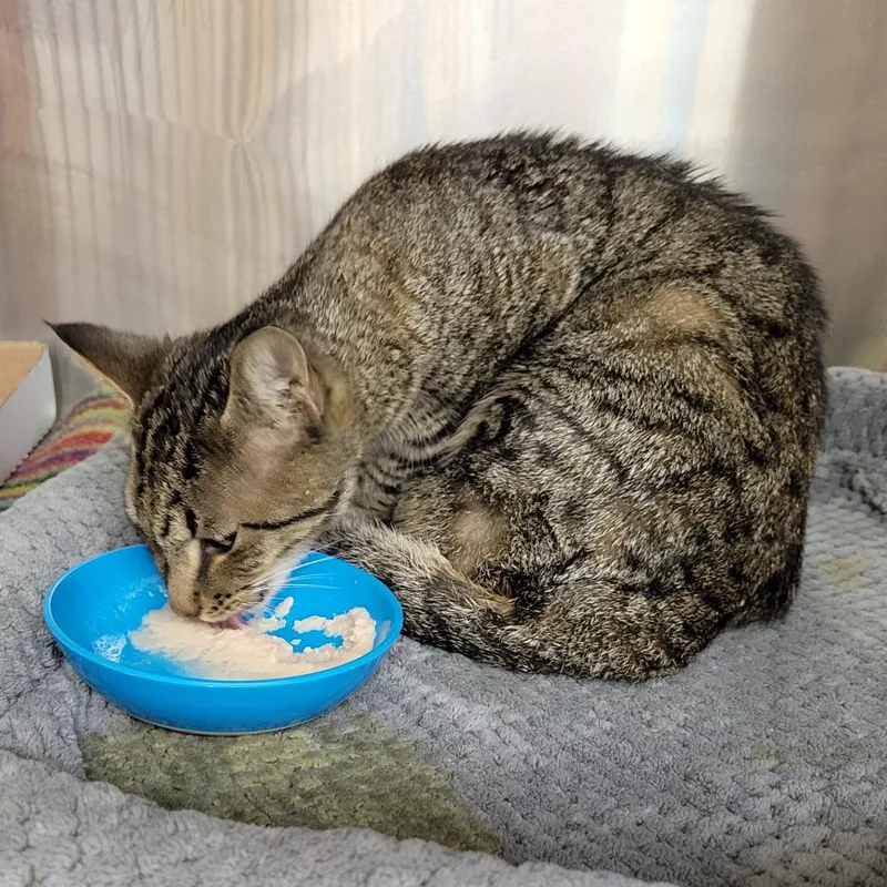 A young medium-sized male Gray / Blue / Silver Domestic Short Hair cat named Elliot for adoption in Chattanooga, TN