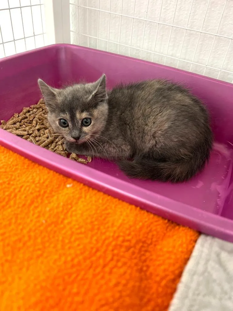 A baby small-sized female Domestic Short Hair cat named Midge for adoption in Brookings, OR