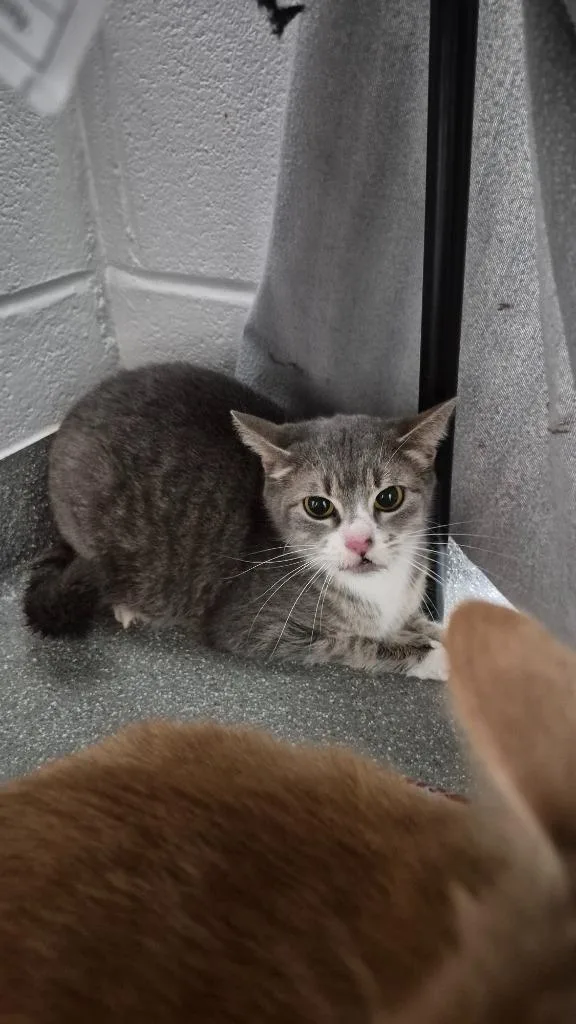 An adult medium-sized female Domestic Short Hair cat named Calla Lily for adoption in East Ridge, TN