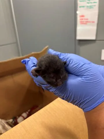 A baby small-sized male Domestic Short Hair cat named Panter for adoption in San Martin, CA
