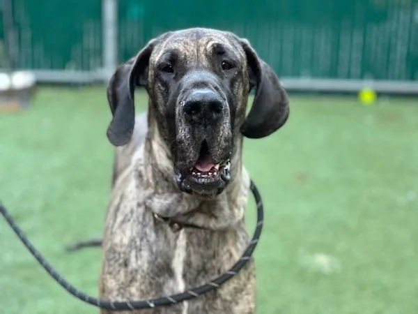 Mary Jane thumbnail 4