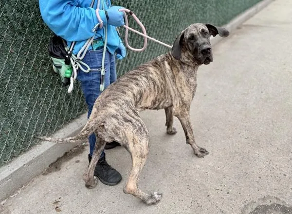 Mary Jane thumbnail 6