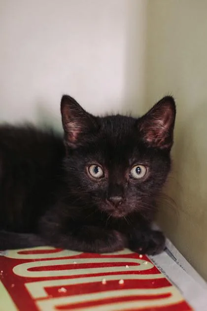 A young small-sized male Domestic Short Hair cat named A Bean for adoption in North Charleston, SC