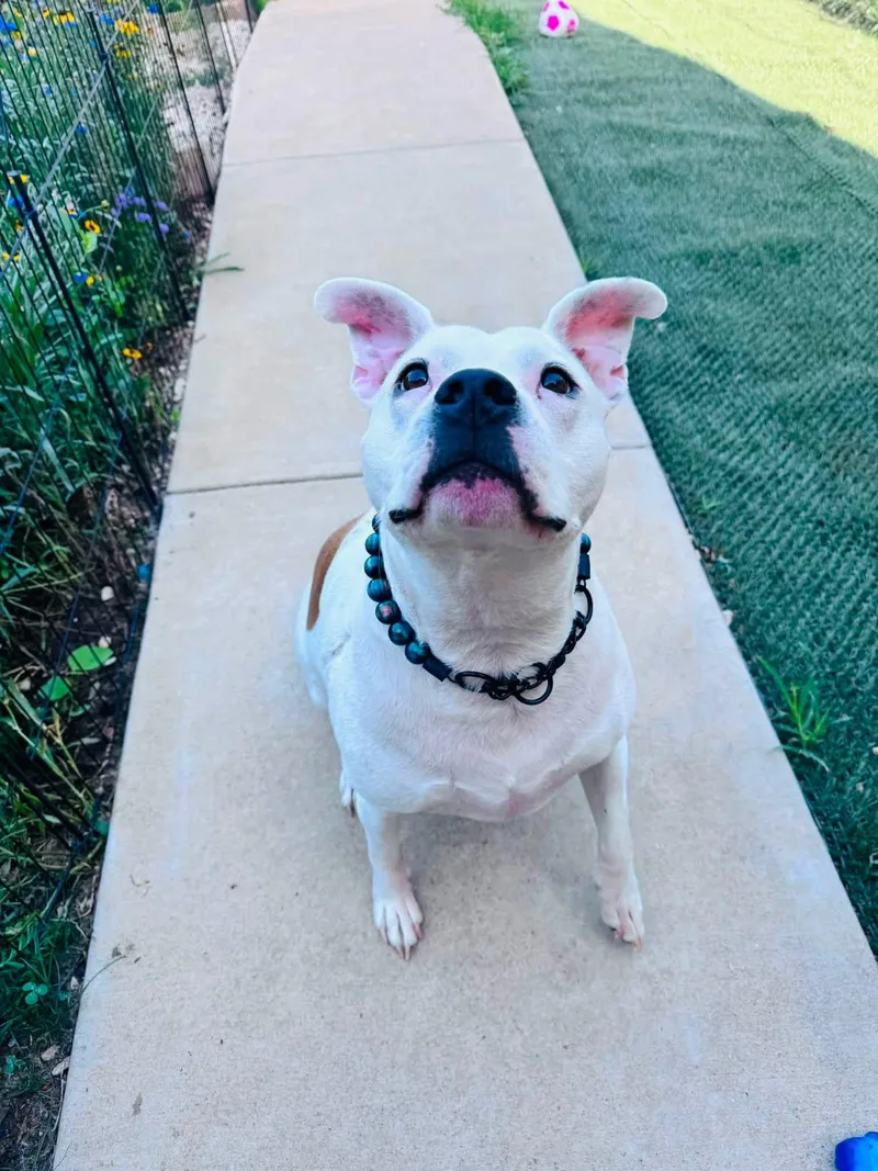 A senior medium-sized male Terrier dog named Dexter for adoption in San Antonio, TX