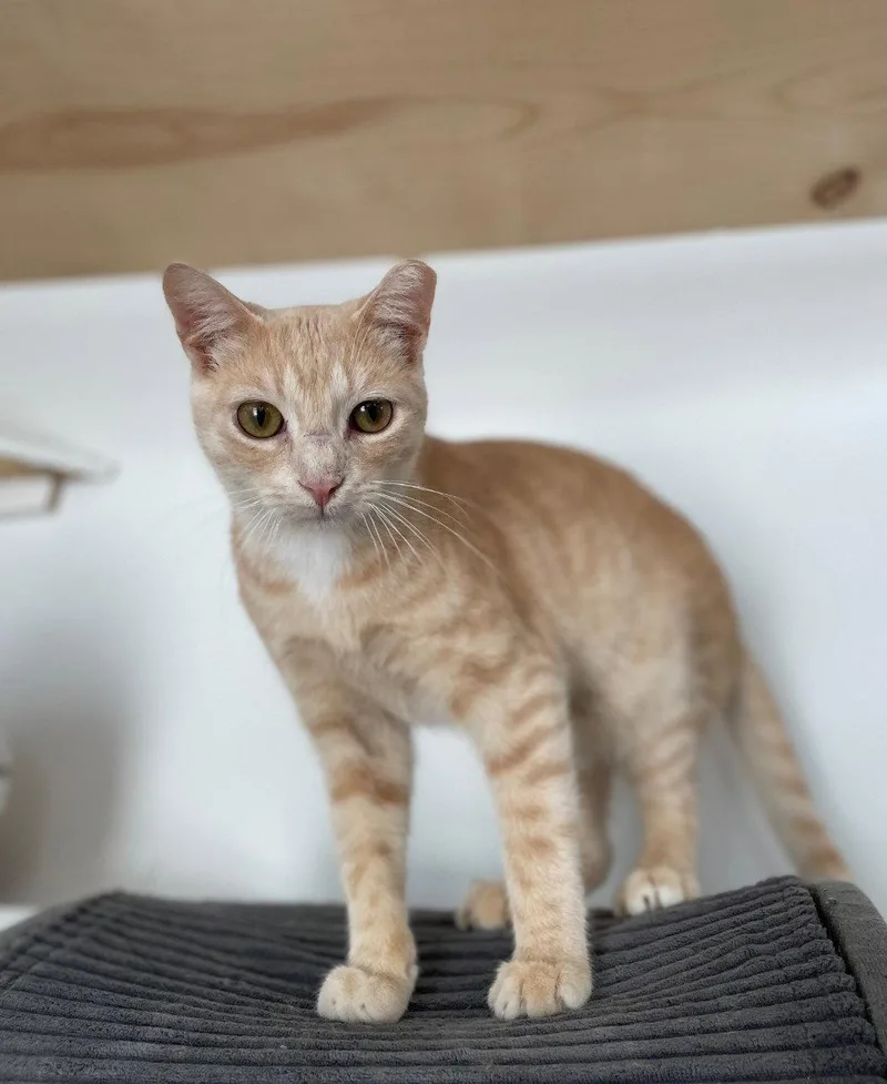 A baby medium-sized male Buff / Tan / Fawn Domestic Short Hair cat named Ragnar for adoption in Island Lake, IL
