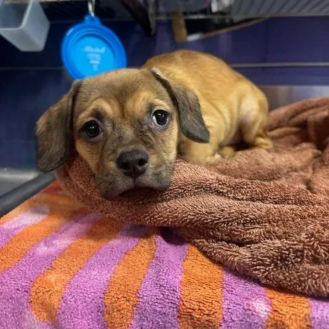 A baby small-sized female Yellow / Tan / Blond / Fawn Pug dog named Mara for adoption in Enterprise, AL