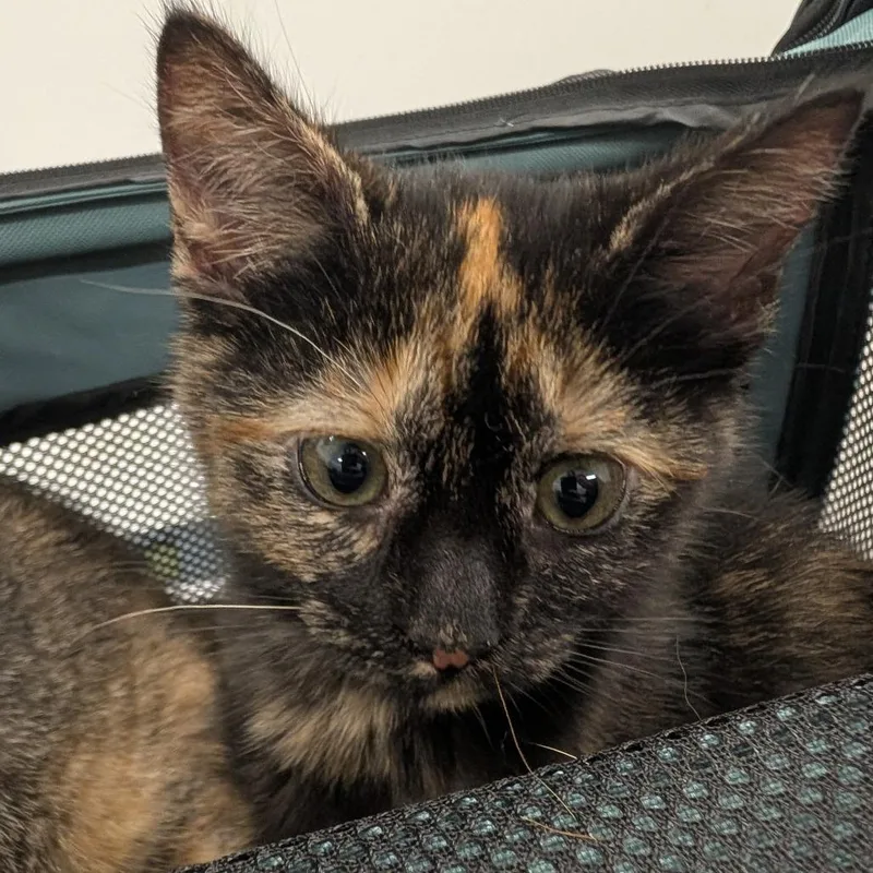 A baby small-sized female Black Domestic Medium Hair cat named Louise for adoption in Winston Salem, NC