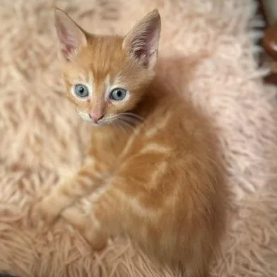 A baby small-sized male Orange / Red Domestic Short Hair cat named Sonny "Duckie" Carlsbad for adoption in Denver, CO
