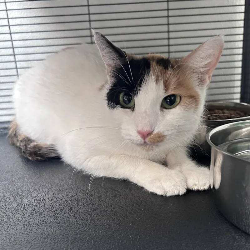 An adult medium-sized female White Domestic Short Hair cat named Mancha for adoption in South Burlington, VT