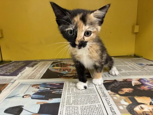 A baby medium-sized female Domestic Short Hair cat named Cristy for adoption in Los Angeles, CA