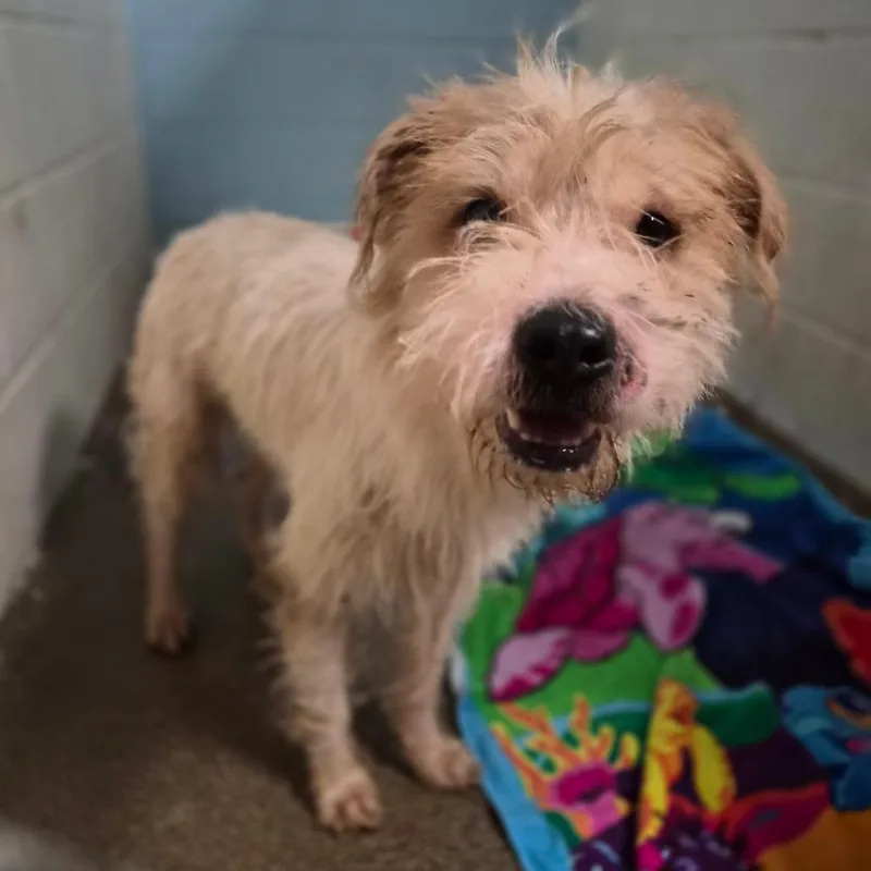 An adult medium-sized male White / Cream Wire Fox Terrier dog named Mr. Scraggle for adoption in Wahiawa, HI
