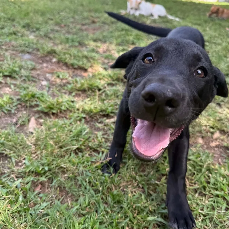 A baby small-sized female Black Labrador Retriever dog named Hannah for adoption in ISABELA, PR