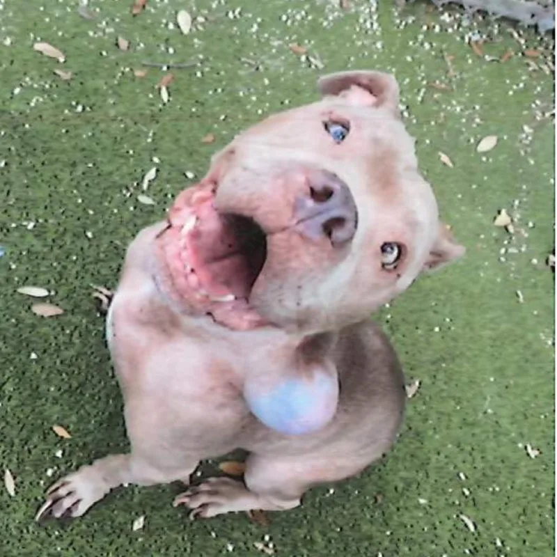 A senior medium-sized female Pit Bull Terrier dog named Georgiana for adoption in Austin, TX