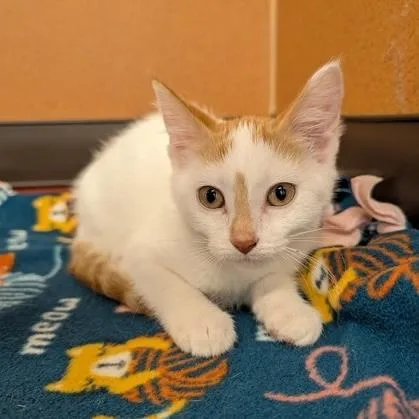 A baby small-sized female White Domestic Short Hair cat named Vanessa for adoption in Rochester, MN