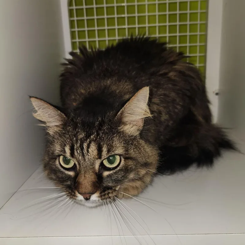 An adult medium-sized female Domestic Long Hair cat named Frye for adoption in Dallas, TX
