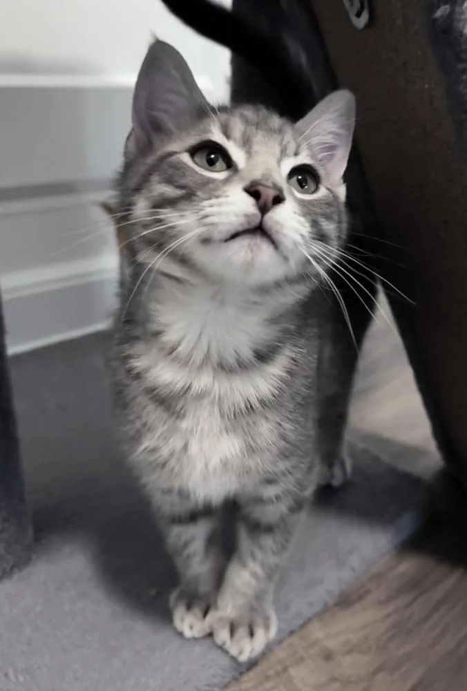 A baby small-sized male Domestic Short Hair cat named Smitty Nv for adoption in Greenville, SC