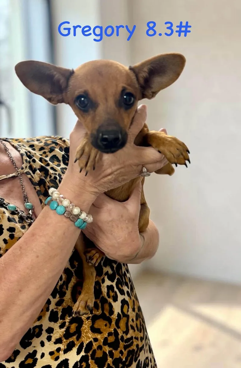 A baby small-sized male Chihuahua dog named Gregory for adoption in Semmes, AL