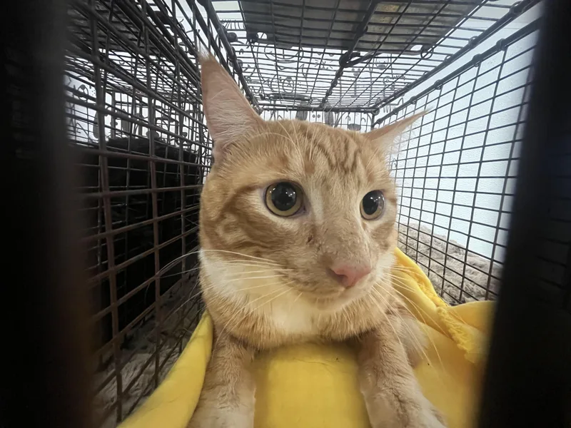 An adult large-sized male Domestic Long Hair cat named Gingy for adoption in San Pedro, CA