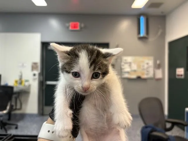 A baby small-sized male Domestic Short Hair cat named Latte for adoption in Thousand Palms, CA